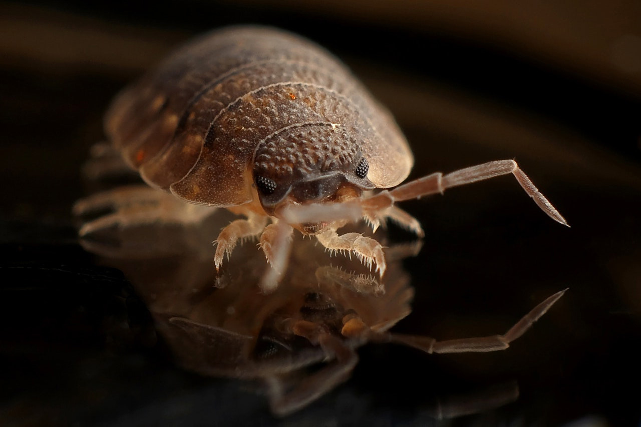 bed bug treatment